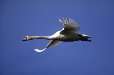 Cygnus olor / Cygne tuberculé