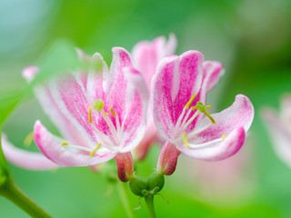 Beautiful flower on a green background.