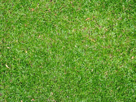 Tropical Carpet Grass