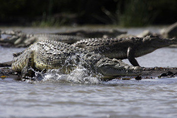 Crocodylus niloticus / Crocodile du Nil
