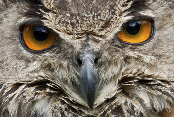 Bubo bubo / Hibou grand-duc