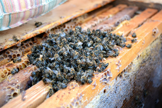 Dead bees in the hive to honey combs. Beekeeping.