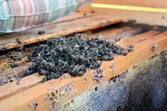 Dead bees in the hive to honey combs. Beekeeping.