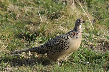 Phasianus colchicus / Faisan de Colchide / femelle
