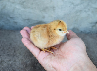 Chicken in a palm