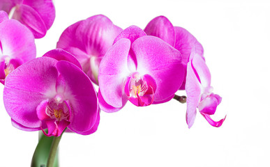Obraz na płótnie Canvas pink phalaenopsis orchid isolated