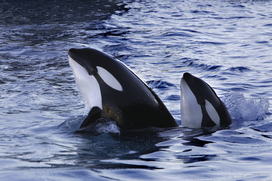 Orcinus orca / Orque / Orca