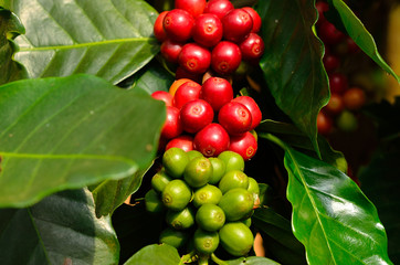 coffee beans on tree