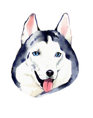 Watercolor illustration of dog husky in white background.