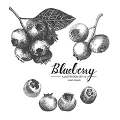 Blueberry hand drawn collection by ink and pen sketch. Isolated vector design for fruit and vegetable products and health care goods.