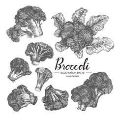 Broccoli hand drawn collection by ink and pen sketch. Isolated vector design for fruit and vegetable products and health care goods.