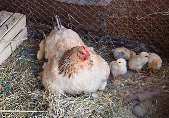 Chicken mother with chickens