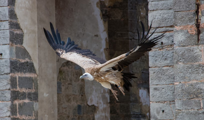 Vautour de l'Himalaya en vol