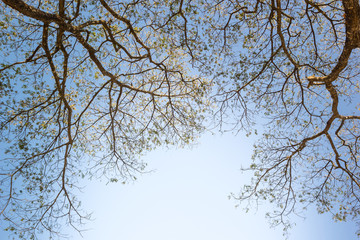 view of treetops. Background autumn - branches of a tree in autu