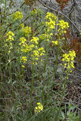 Erysimum burnatii / Vélar de Burnat