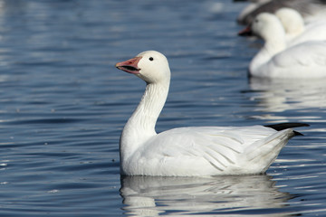 Anser caerulescens / Oie des neiges