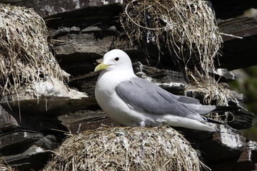 Rissa tridactyla / Larus tridactyla / Mouette tridactyle
