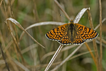 Melitaea cinxia / Damier
