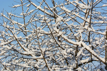 Look into the tree with snowy branches.