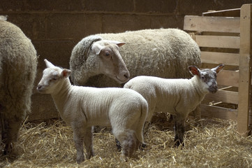 Mouton / Agneau