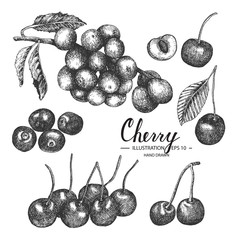Cherry hand drawn collection by ink and pen sketch. Isolated vector design for fruit and vegetable products and health care goods.