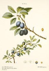 Prunus spinosa / Prunellier / Epine noire