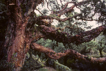 Polylepis incana / Quenoa