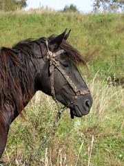 Obraz premium Horses and humans