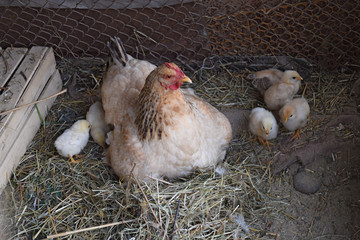 Chicken mother with chickens