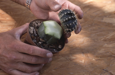 Greffe de cactée sur Myrtillocactus geometrizans