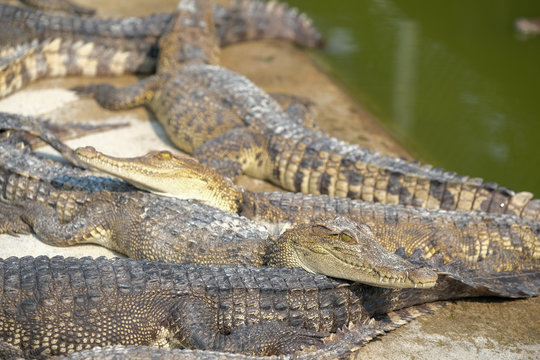Water bodies on the Crocodile baby