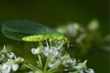 Chrysopa carnea / Chrysope