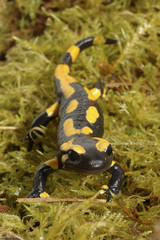 Salamandra salamandra / Salamandre tachetée  / Salamandre terrestre