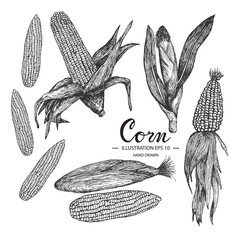 Corn hand drawn collection by ink and pen sketch. Isolated vector design for fruit and vegetable products and health care goods.