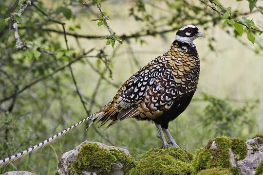 Syrmaticus Reevesii / Faisan Vénéré