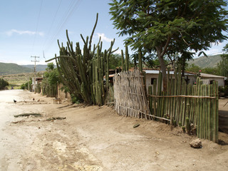 Mexican cactus hedge