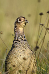 Phasianus colchicus / Faisan de Colchide / Faisan de chasse
