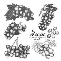 Grape hand drawn collection by ink and pen sketch. Isolated vector design for fruit and vegetable products and health care goods.