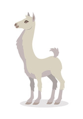 Obraz premium Llama Isolated on White. South American Camelid