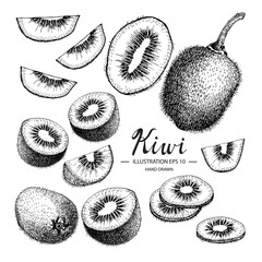 Kiwi hand drawn collection by ink and pen sketch. Isolated vector design for fruit and vegetable products and health care goods. - obrazy, fototapety, plakaty