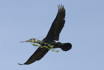 Phalacrocorax carbo / Grand cormoran