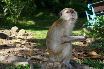 The monkey is eating a banana on the rocks.
