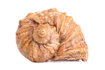Seashell on white background
