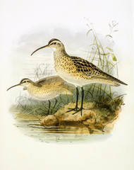 Illustration zoologique / Courlis esquimau / Numenius borealis