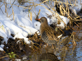 Fototapeta premium Water Rail ( Rallus aquaticus )