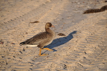 Wildgans am Strand