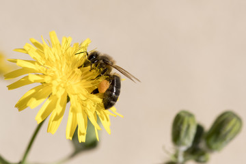 Abeille qui butine du pollen, espèce en danger