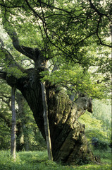 Snoegen (Le Tordu) / Chêne Forêt de Jaegerpris