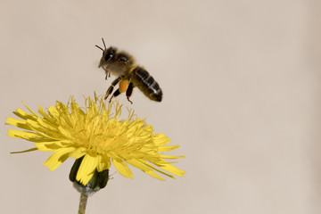 Abeille qui butine du pollen, espèce en danger