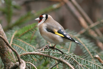Carduelis carduelis / Chardonneret élégant
